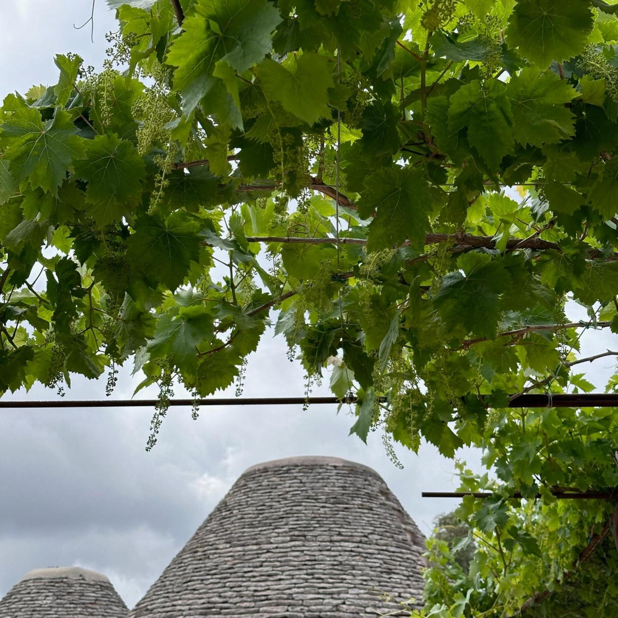 Masseria Lojazzo * Ceglie Messapica